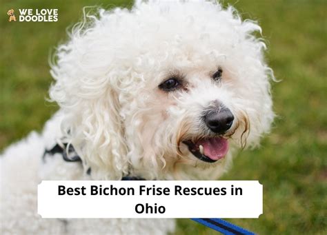 bichon frise rescue ohio